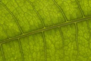 La fotosíntesis: la respiración de las plantas