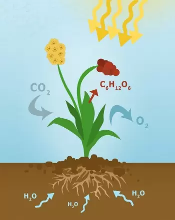 Fotosíntesis: proceso, función, importancia y fórmula