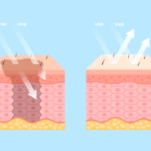 Skin section
