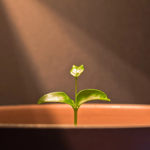 Photosyntesis in a plant