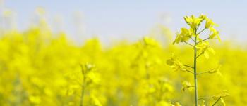 Biocombustibles